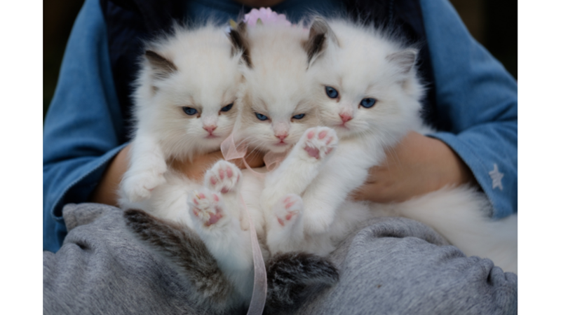 KEDİNİZ HANGİ KARAKTER GRUBUNDA YER ALIYOR?
