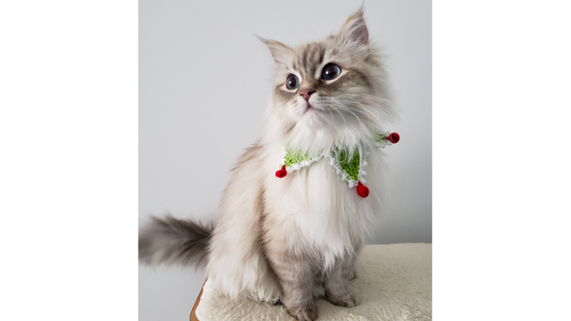 KEDİNİ NASIL EĞİTİRSİN?