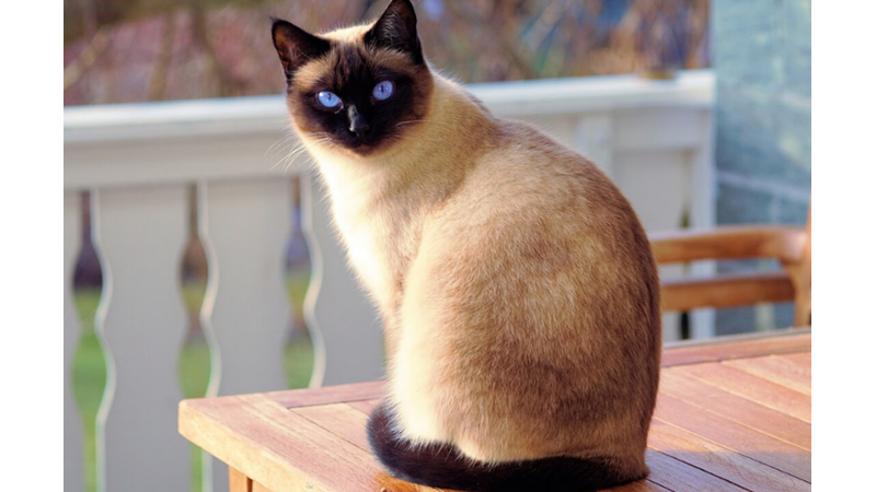 BİLİME GÖRE EN SICAKKANLI VE UYSAL 10 KEDİ CİNSİ