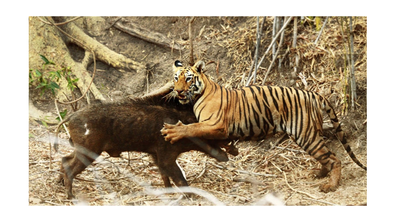 GECELERİ BİLE AVLANABİLEN KAPLANLARIN AZ BİLİNEN İLGİNÇ ÖZELLİKLERİ