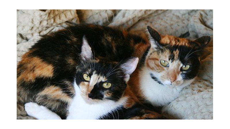 ÜÇ RENKLİ KEDİLER CALICOLAR HAKKINDA 10 İLGİNÇ GERÇEK