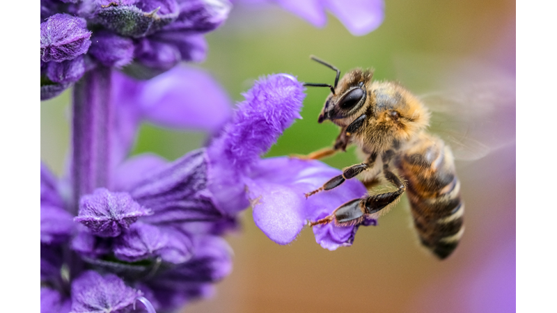 ARI DEYİP GEÇMEYİN, ARILAR HAKKINDA BİLMENİZ GEREKENLER