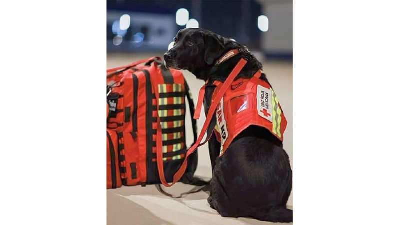 ARAMA KURTARMA KÖPEKLERİ NASIL BİR EĞİTİMDEN GEÇİYOR?
