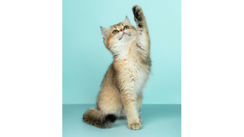 KEDİLER HAKKINDA MUHTEMELEN BİLMEDİĞİNİZ 15 İLGİNÇ BİLGİ