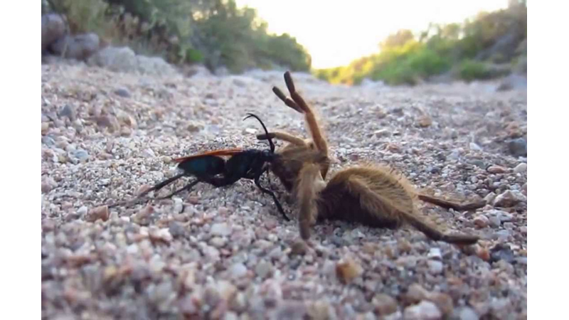 TARANTULA HAKKINDA SIRA DIŞI BİLGİLER
