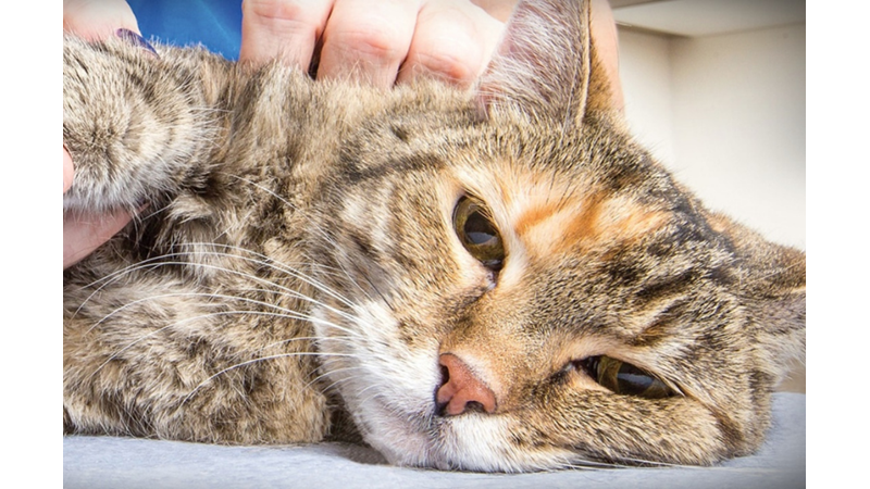 BU HASTALIKLARI ERKEN TEŞHİS EDİN KEDİNİZİN HAYATINI KURTARIN! -Friendz10