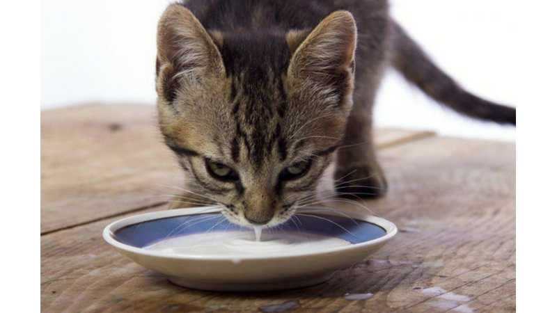 KEDİ VE KÖPEKLERİN KESİNLİKLE YEMEMESİ GEREKEN 13 YİYECEK