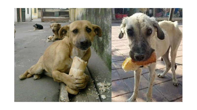 KEDİ VE KÖPEKLERİN KESİNLİKLE YEMEMESİ GEREKEN 13 YİYECEK