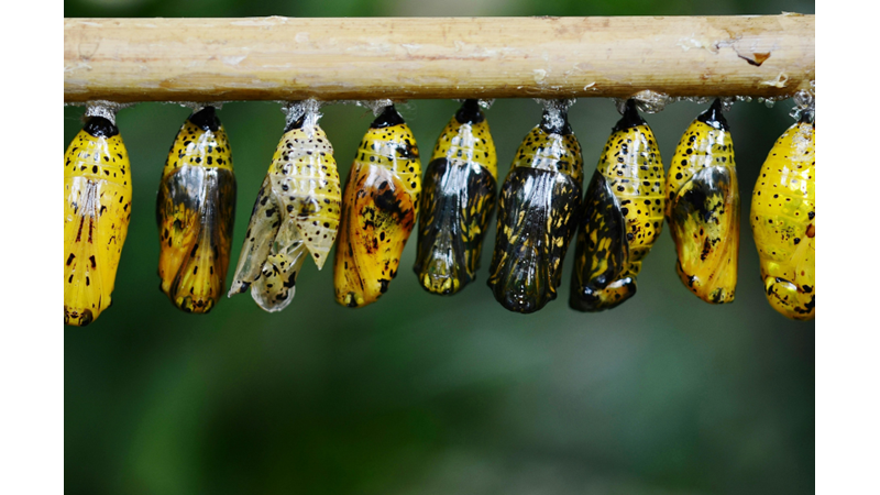 EVRİM BUGÜN HALA DEVAM EDİYOR!
