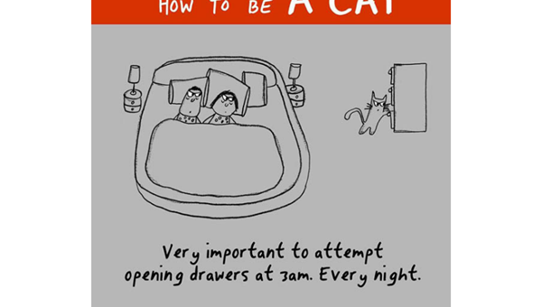 ‘HOW TO BE A CAT?’