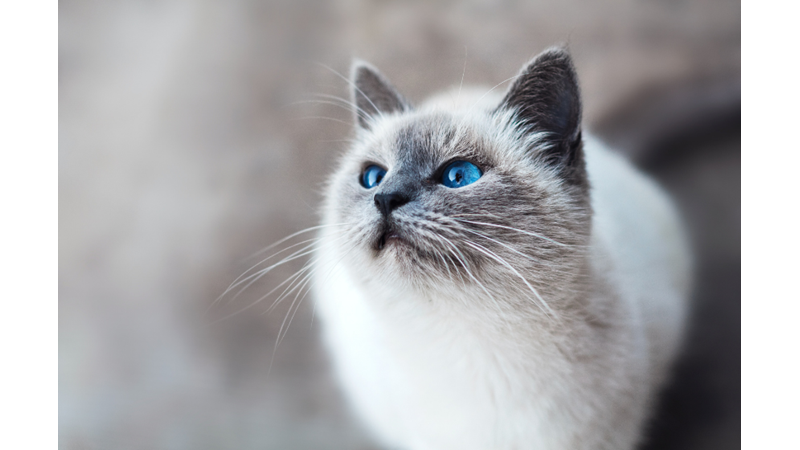 HAVE YOU NOTICED THE DIFFERENCES BETWEEN MALE AND FEMALE CATS? Friendz10