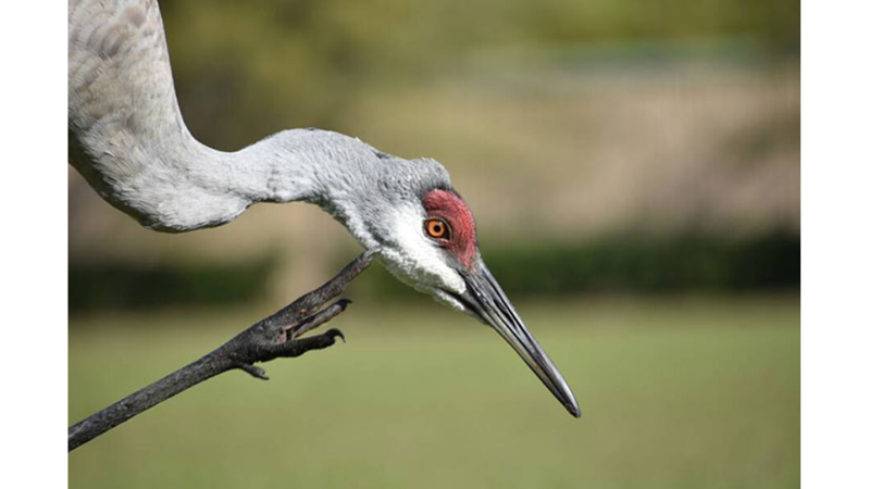 ŞAHİTLERİ OLAN ŞEHİR EFSANESİ: GÜVE ADAM