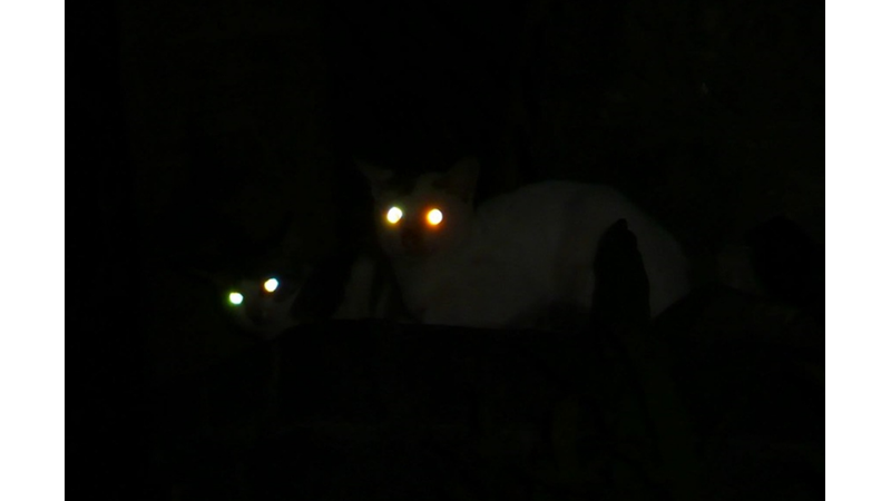 KEDİLERİN ANLAM VERİLEMEYEN DAVRANIŞLARININ PSİKOLOJİK SEBEPLERİ