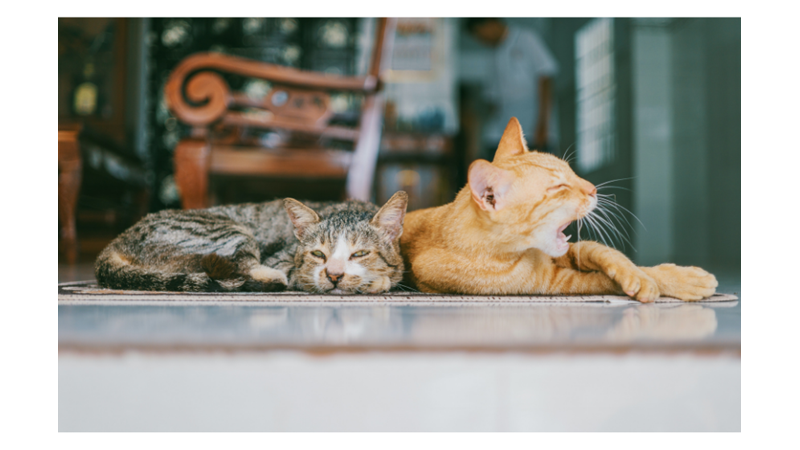 KEDİNİZ HANGİ KARAKTER GRUBUNDA YER ALIYOR?