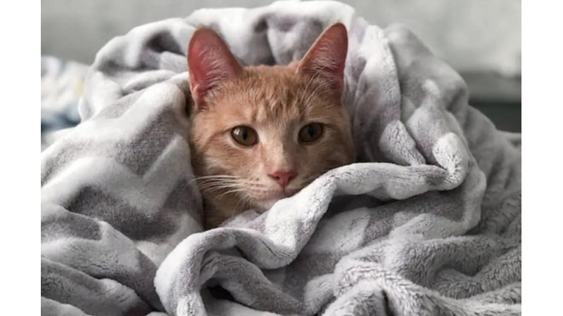 KEDİNİ NASIL EĞİTİRSİN?