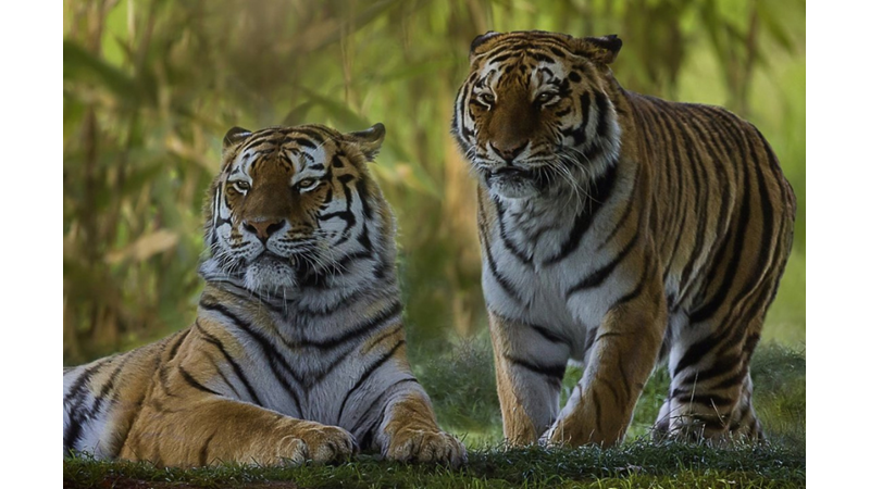 GECELERİ BİLE AVLANABİLEN KAPLANLARIN AZ BİLİNEN İLGİNÇ ÖZELLİKLERİ