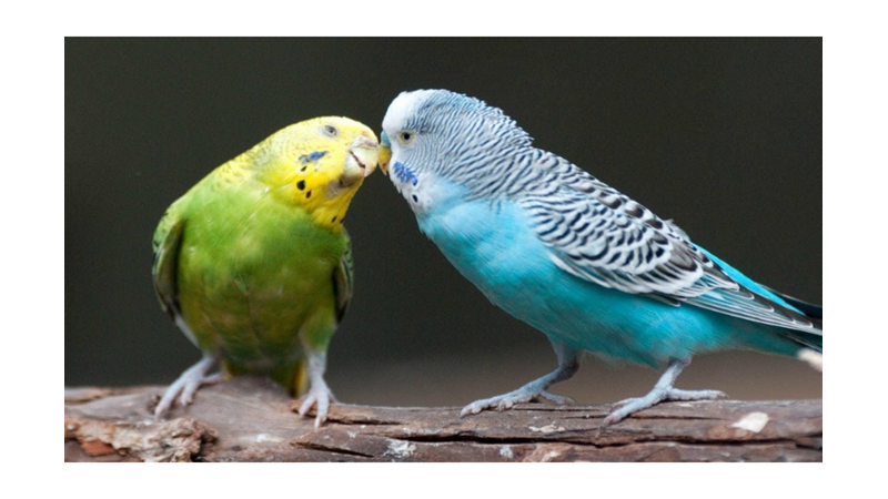 MUHABBET KUŞLARI HAKKINDA ŞAŞIRTACAK BİLİMSEL GERÇEKLER