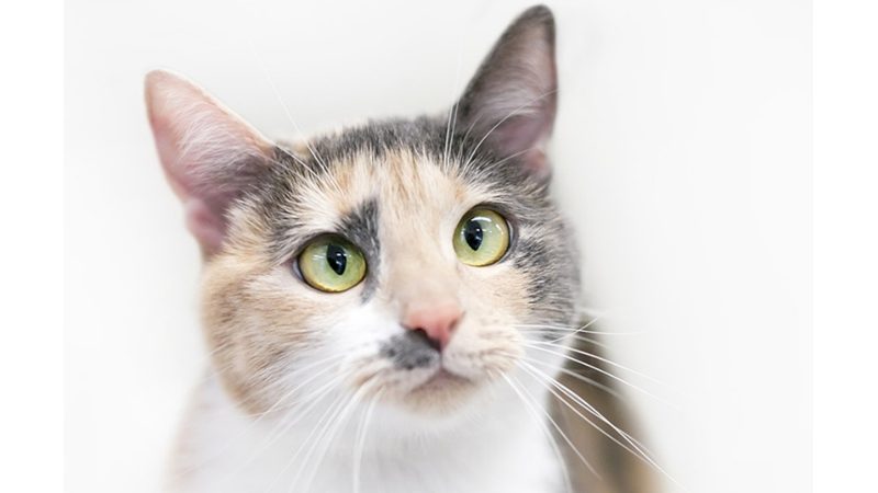 ÜÇ RENKLİ KEDİLER CALICOLAR HAKKINDA 10 İLGİNÇ GERÇEK