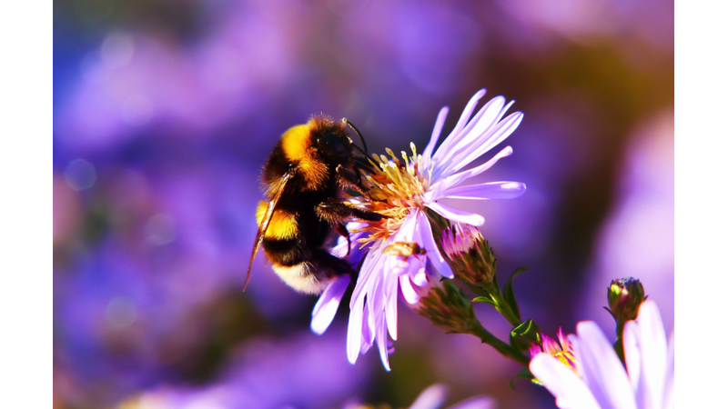 ARI DEYİP GEÇMEYİN, ARILAR HAKKINDA BİLMENİZ GEREKENLER