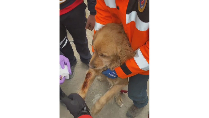 ARAMA KURTARMA KÖPEKLERİ NASIL BİR EĞİTİMDEN GEÇİYOR?