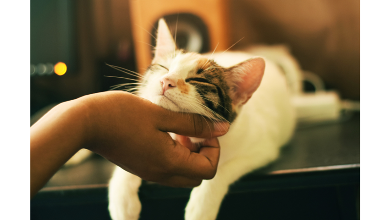 KEDİLER HAKKINDA MUHTEMELEN BİLMEDİĞİNİZ 15 İLGİNÇ BİLGİ