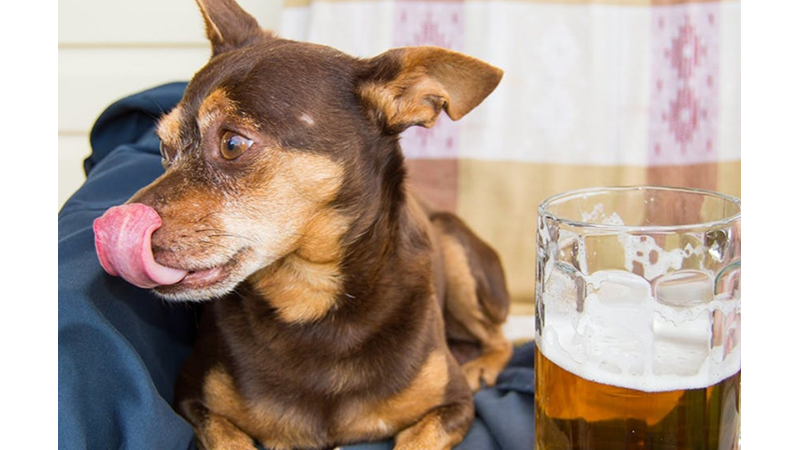 KEDİ VE KÖPEKLERİN KESİNLİKLE YEMEMESİ GEREKEN 13 YİYECEK