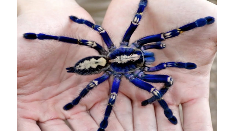 TARANTULA HAKKINDA SIRA DIŞI BİLGİLER