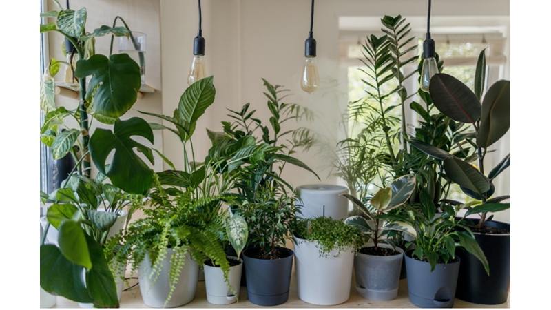 PLANTS ARE NATURAL SOURCE OF ELECTRICITY!