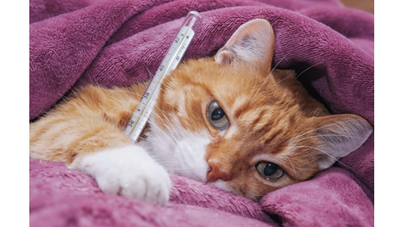 BU HASTALIKLARI ERKEN TEŞHİS EDİN KEDİNİZİN HAYATINI KURTARIN! -Friendz10