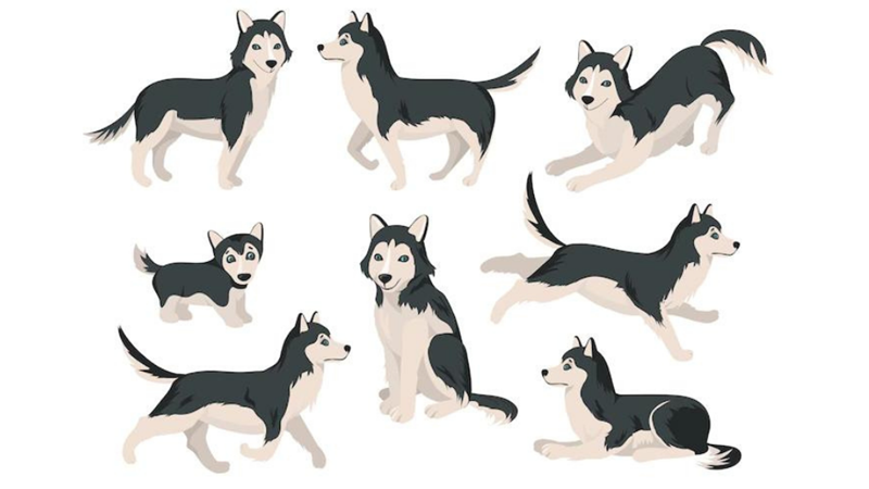 ŞEYTANİ VARLIK: KARA KÖPEK