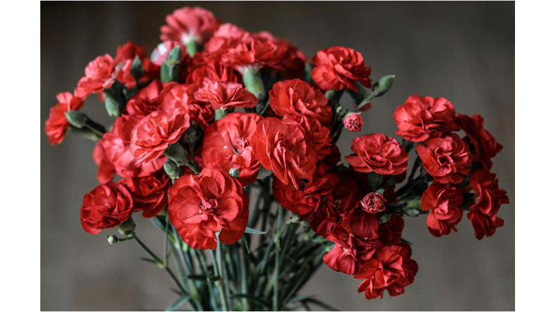 KARANFİL KOKUYOR İÇERİĞİM