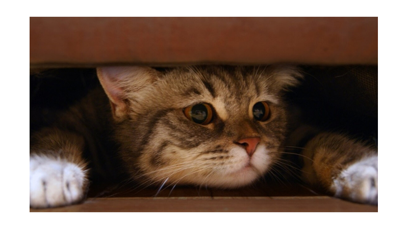 KEDİLERİN ANLAM VERİLEMEYEN DAVRANIŞLARININ PSİKOLOJİK SEBEPLERİ