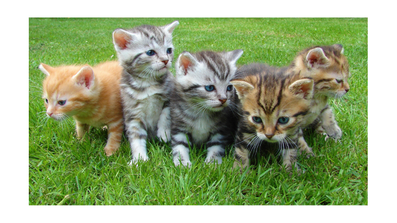 KEDİNİZ HANGİ KARAKTER GRUBUNDA YER ALIYOR?