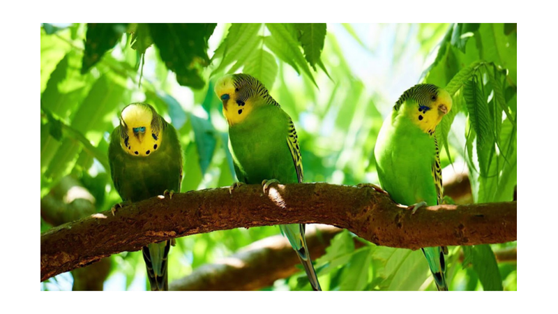 MUHABBET KUŞLARI HAKKINDA ŞAŞIRTACAK BİLİMSEL GERÇEKLER