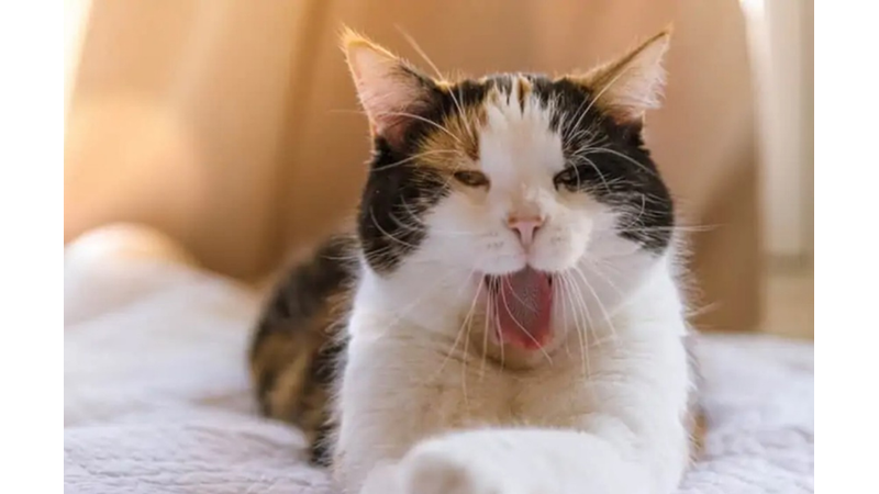 ÜÇ RENKLİ KEDİLER CALICOLAR HAKKINDA 10 İLGİNÇ GERÇEK