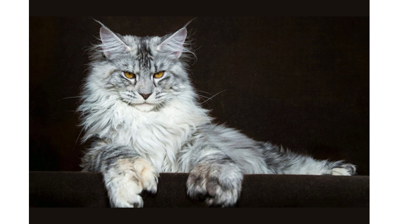 THE 10 MOST WARM AND DOMINANT CAT BREEDS ACCORDING TO SCIENCE