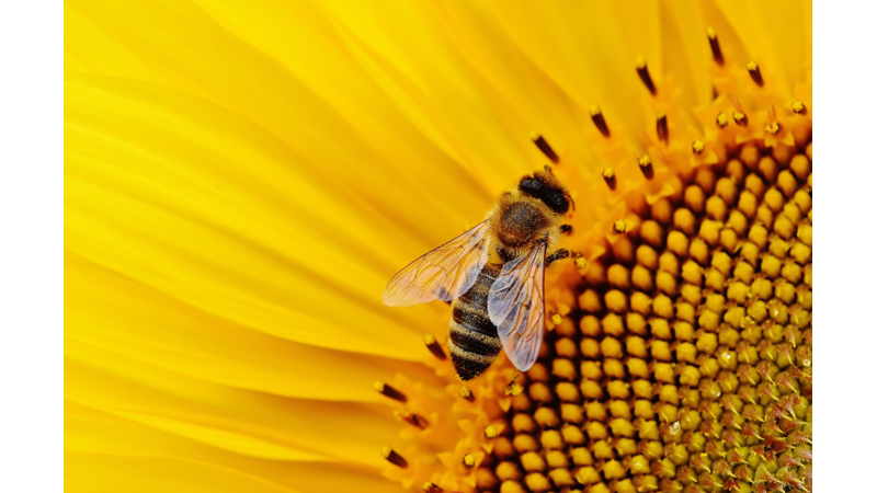 ARI DEYİP GEÇMEYİN, ARILAR HAKKINDA BİLMENİZ GEREKENLER