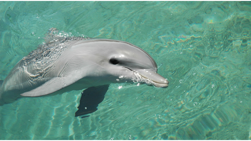 WOULD YOU LIKE TO SWIM WITH DOLPHINS?