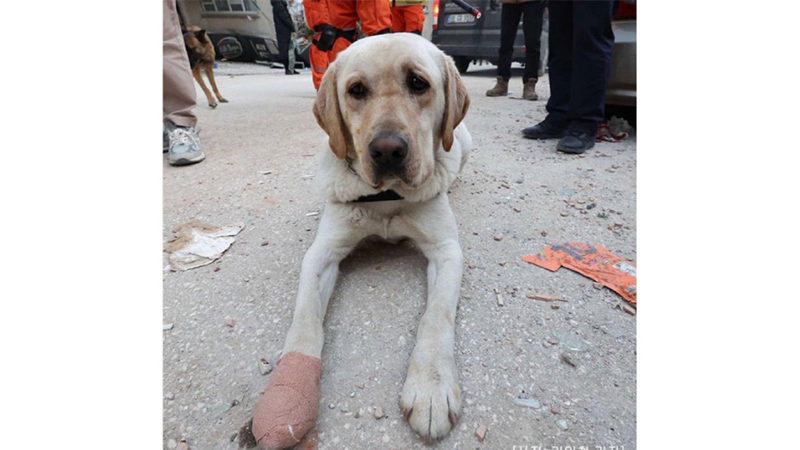 ARAMA KURTARMA KÖPEKLERİ NASIL BİR EĞİTİMDEN GEÇİYOR?