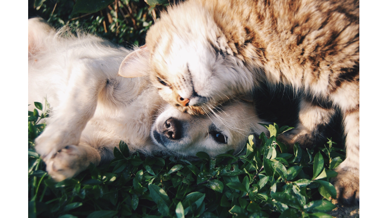 KEDİ VE KÖPEKLERİN KESİNLİKLE YEMEMESİ GEREKEN 13 YİYECEK