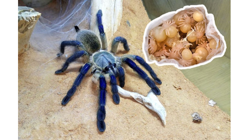 TARANTULA HAKKINDA SIRA DIŞI BİLGİLER