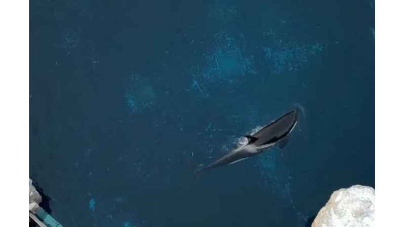 THE WORLD'S LONEEST WHALE: KİSKA