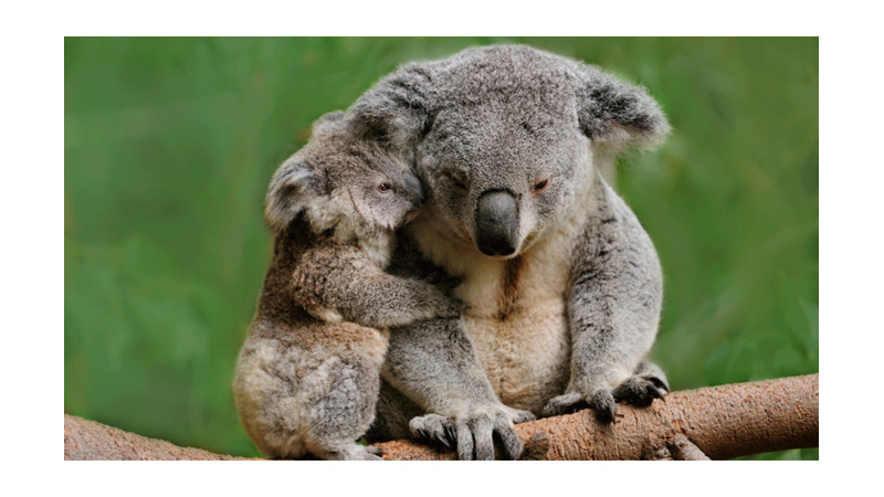 UYUMAKTA HAKLI OLAN KOALALAR HAKKINDA İLGİNÇ BİLGİLER