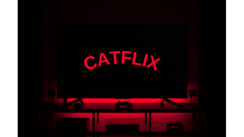 MOVIES FOR OUR CATS: CATFLIX