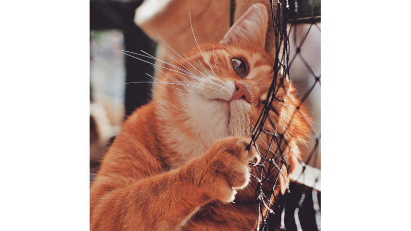 KEDİLERİMİZDEN ÖĞRENMEMİZ GEREKEN 10 HAYAT FELSEFESİ -Friendz10