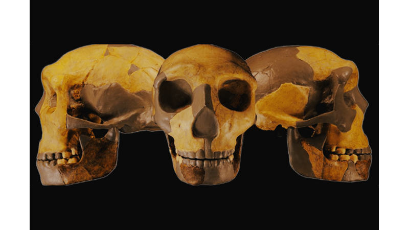THIS SKULL IS UNLIKE ANY HUMAN SEEN BEFORE -Friendz10