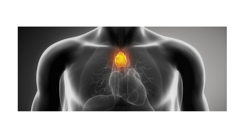 THIMUSAL GLANDS, THOUGHT TO BE USELESS, MAY FIGHT CANCER! -Friendz10