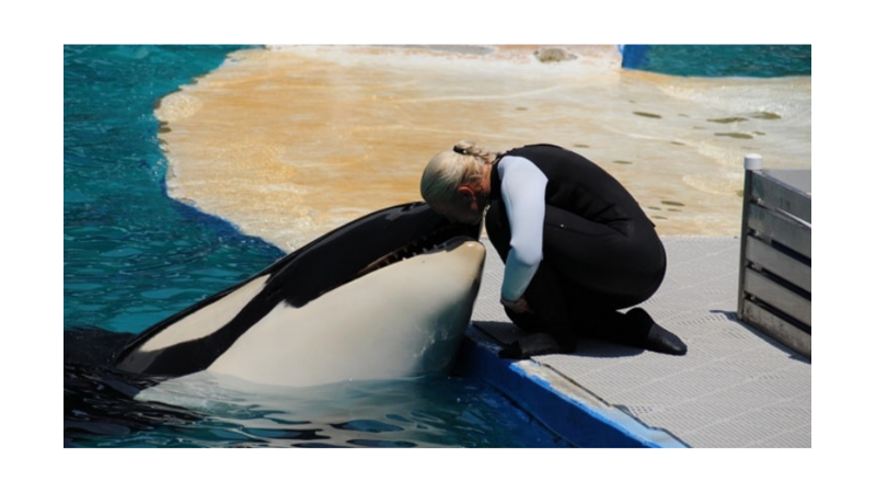 1970'TEN BERİ ESİR OLAN BALİNA LOLİTA HAYATINI KAYBETTİ -Friendz10