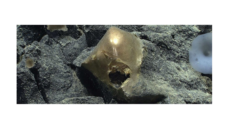 THE GOLDEN ORB FOUND AT THE BOTTOM OF THE OCEAN -Friend10