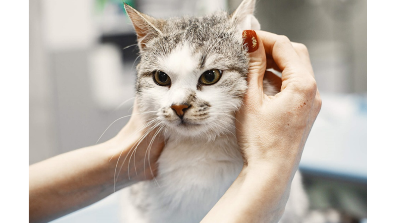 BU HASTALIKLARI ERKEN TEŞHİS EDİN KEDİNİZİN HAYATINI KURTARIN! -Friendz10